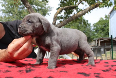 Les chiots de Cane Corso