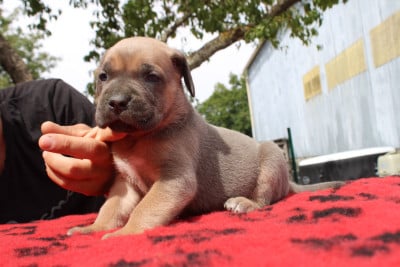 Les chiots de Cane Corso