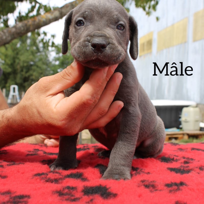 Cane Corso - Des Queues De Luma