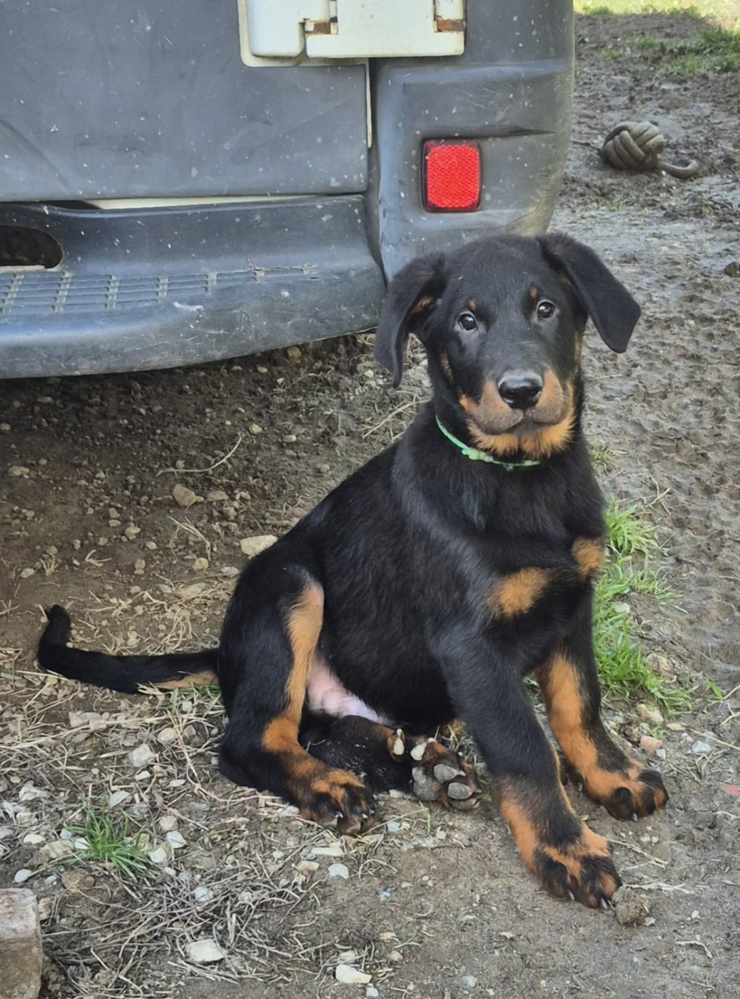 ANAKIN - Berger de Beauce