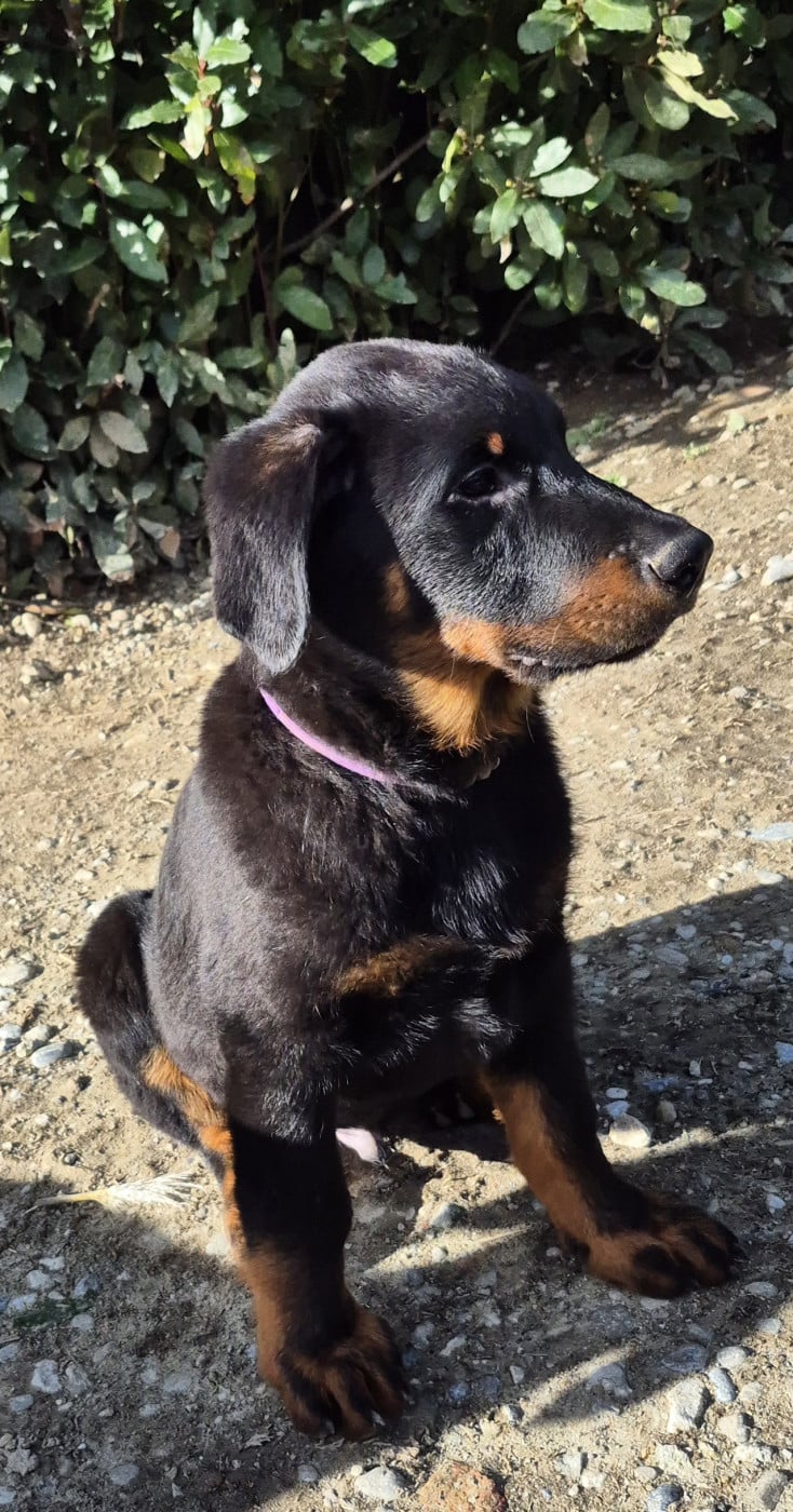 APOLLO - Berger de Beauce