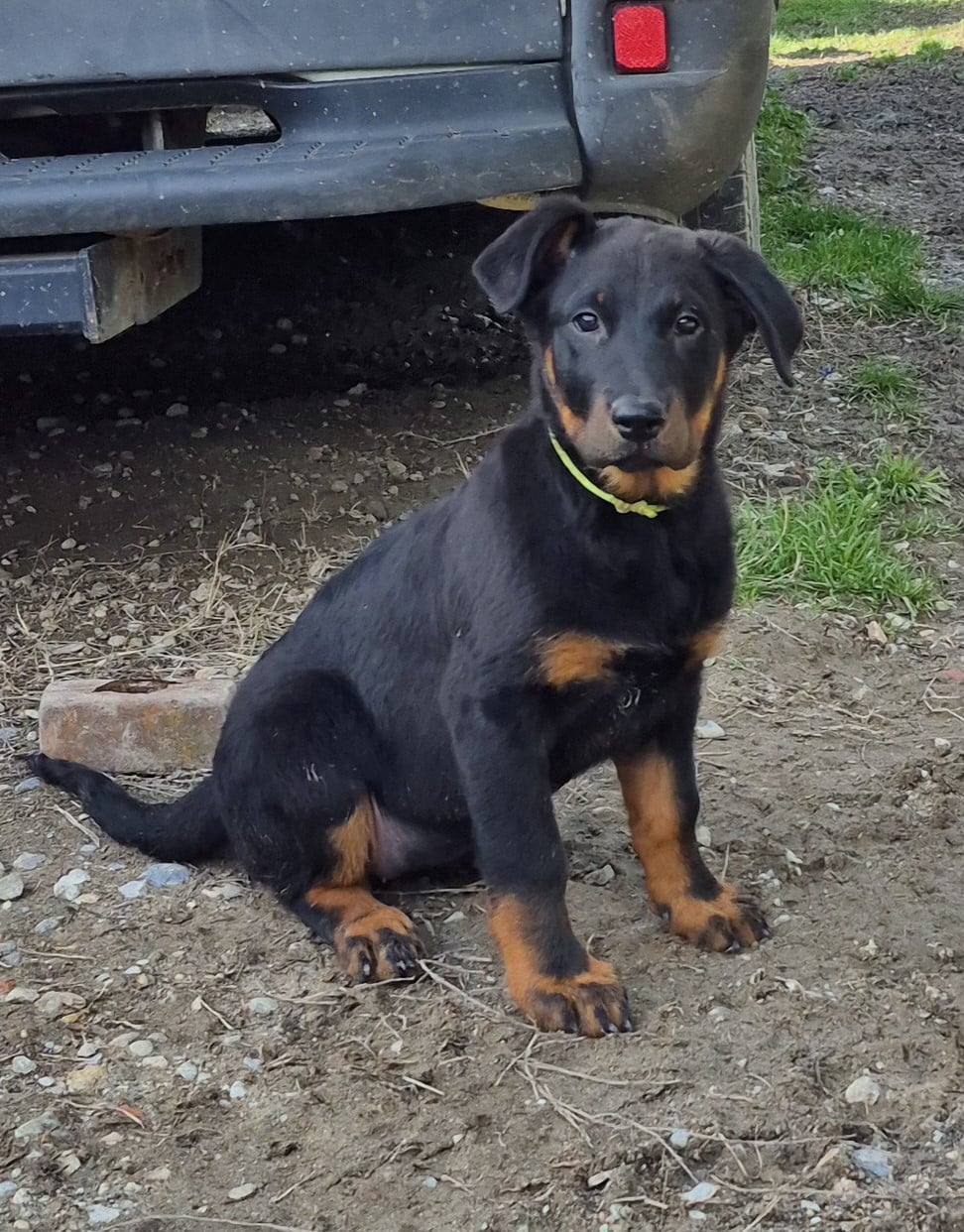 ANIS - Berger de Beauce