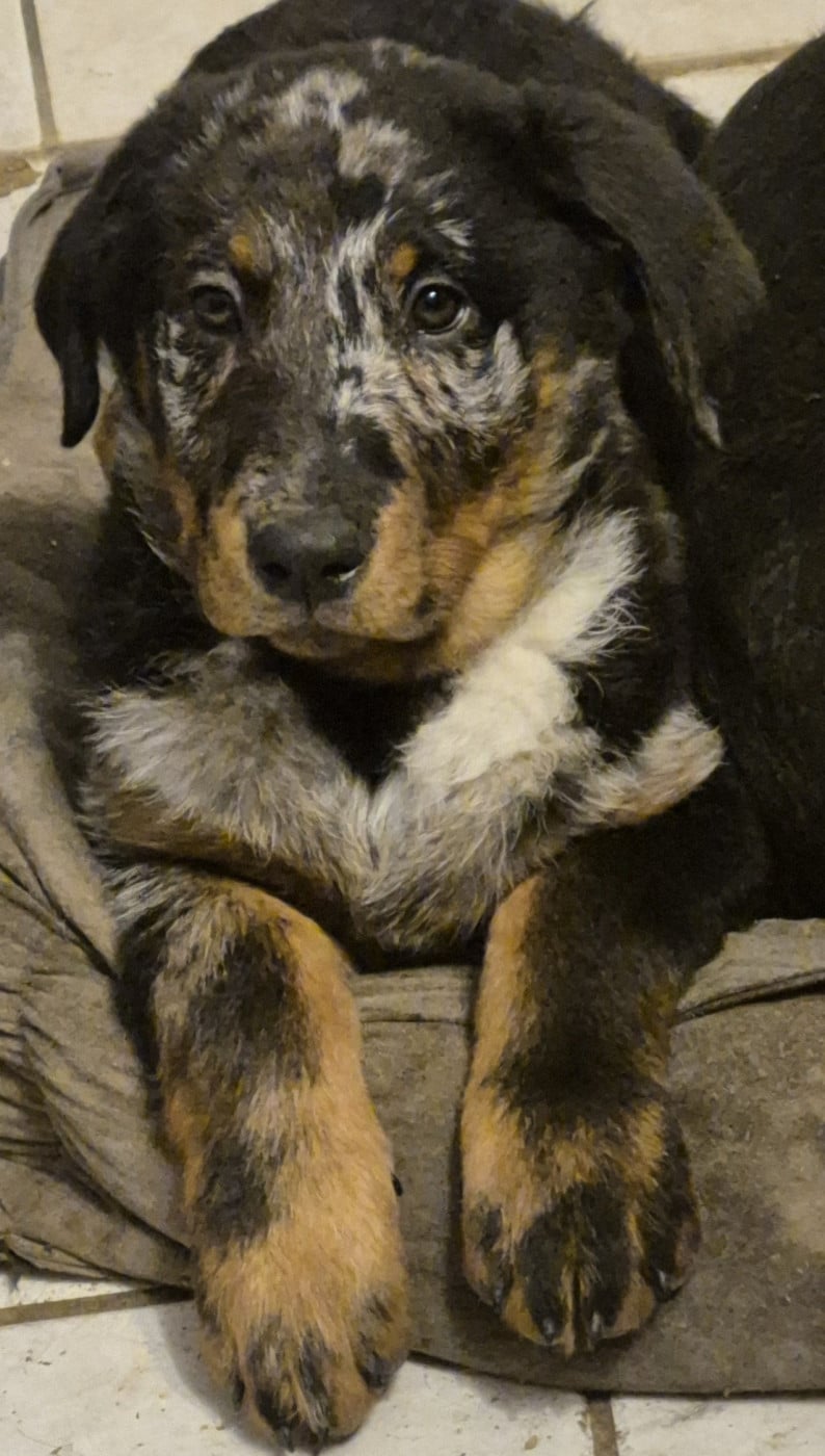 ARIANA BLUE - Berger de Beauce