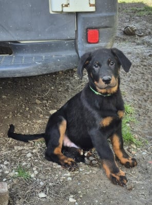 Les chiots de Berger de Beauce