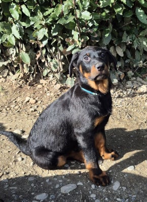Les chiots de Berger de Beauce