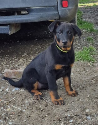 Les chiots de Berger de Beauce