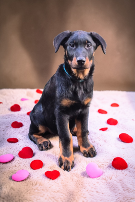 Les chiots de Berger de Beauce