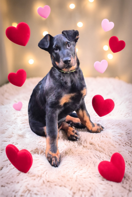 Les chiots de Berger de Beauce