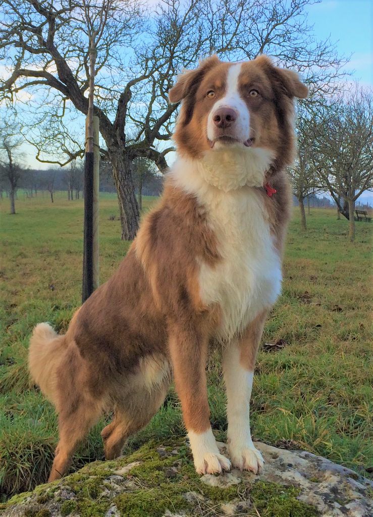 Publication : (Sans Affixe) Auteur : Amandine