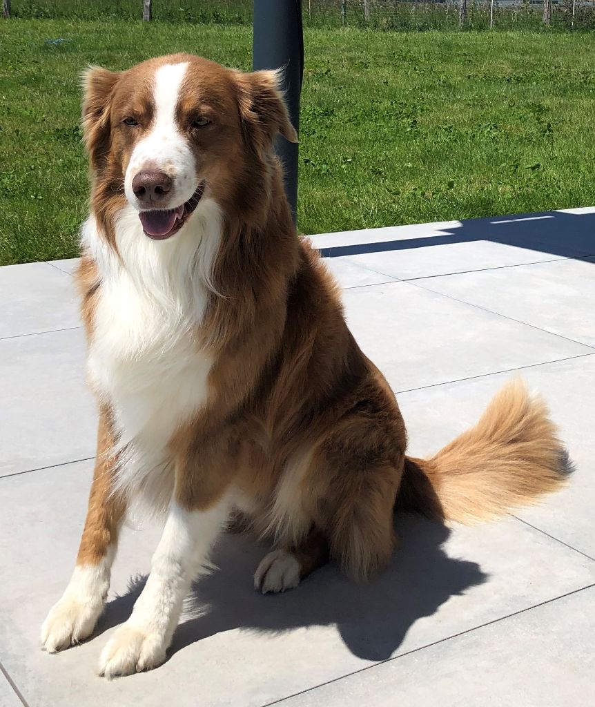 Publication : (Sans Affixe) Auteur : Amandine