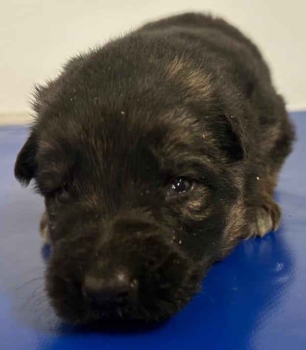 Athéna collier orange