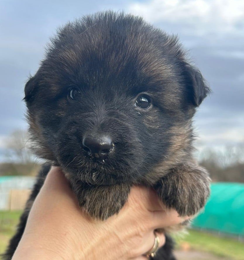 Berger Allemand Poil Long - Elevage du Domaine de Chadadias