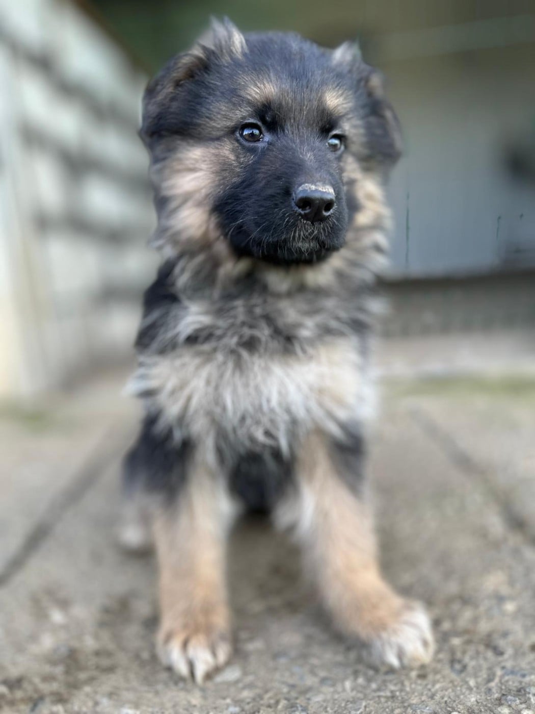 Berger Allemand Poil Long - Elevage du Domaine de Chadadias