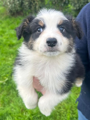 Les chiots de Berger Australien