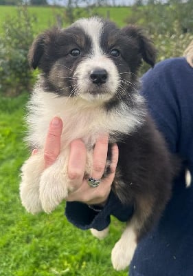 Les chiots de Berger Australien