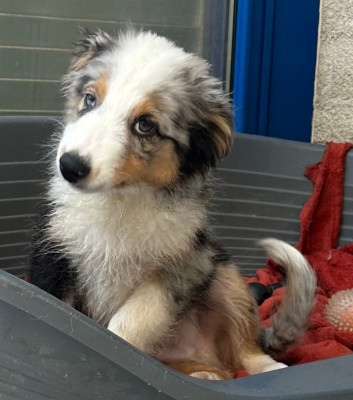 Les chiots de Berger Australien