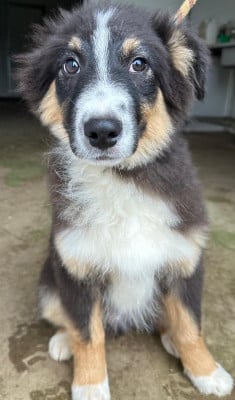Les chiots de Berger Australien