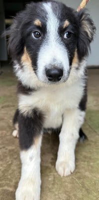 Les chiots de Berger Australien
