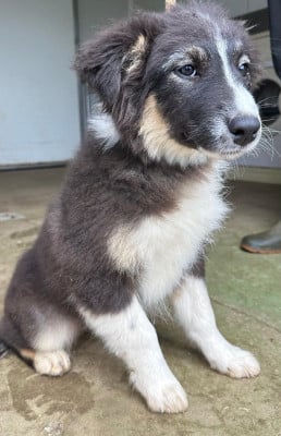 Les chiots de Berger Australien