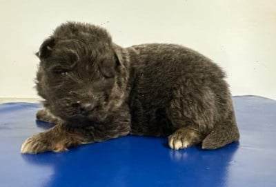 Les chiots de Berger Allemand Poil Long