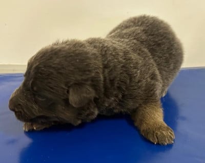 Les chiots de Berger Allemand Poil Long