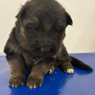 Altais collier rose - Berger Allemand Poil Long