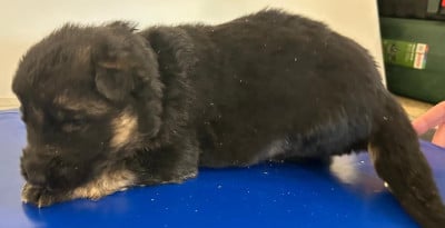 Les chiots de Berger Allemand Poil Long