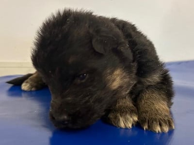 Athéna collier orange - Berger Allemand Poil Long