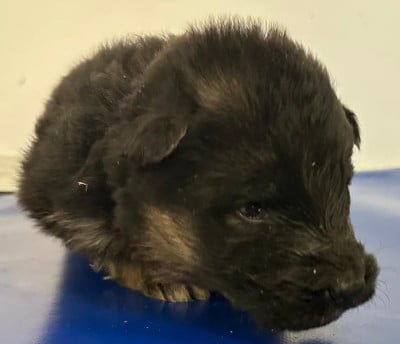 Alma collier bleu - Berger Allemand Poil Long