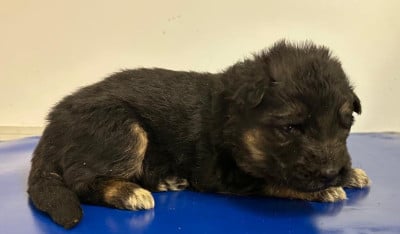 Ally collier violet - Berger Allemand Poil Long