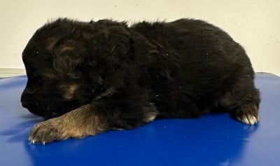 Les chiots de Berger Allemand Poil Long