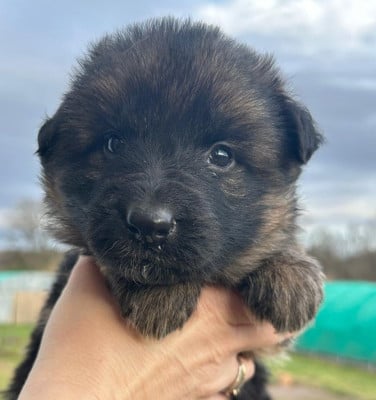 Les chiots de Berger Allemand Poil Long