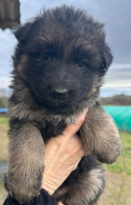 Les chiots de Berger Allemand Poil Long