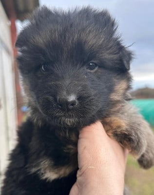 Les chiots de Berger Allemand Poil Long