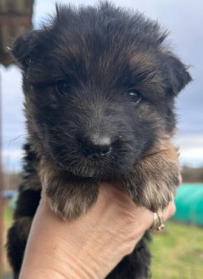 Les chiots de Berger Allemand Poil Long