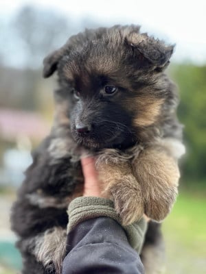 Les chiots de Berger Allemand Poil Long