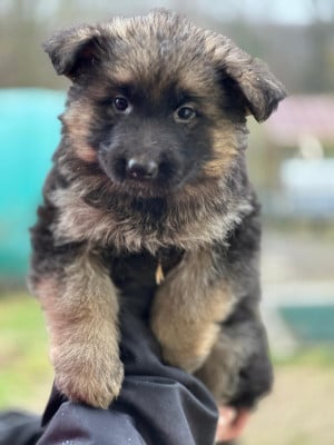 Les chiots de Berger Allemand Poil Long