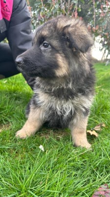Les chiots de Berger Allemand Poil Long