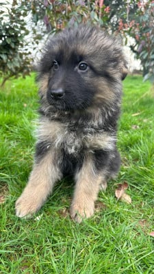 Les chiots de Berger Allemand Poil Long