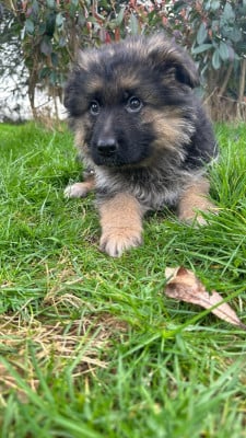 Les chiots de Berger Allemand Poil Long