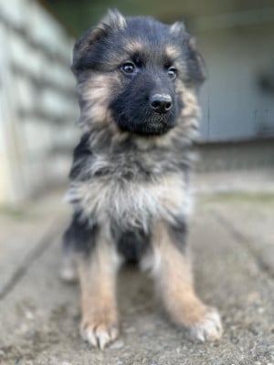 Les chiots de Berger Allemand Poil Long