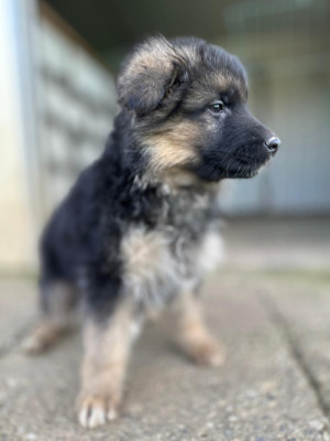 Les chiots de Berger Allemand Poil Long