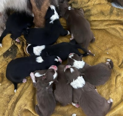 Les chiots de Berger Australien