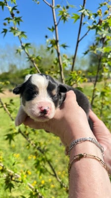 Les chiots de Berger Australien