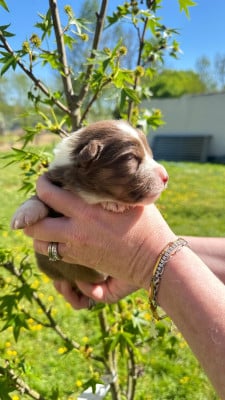 Les chiots de Berger Australien