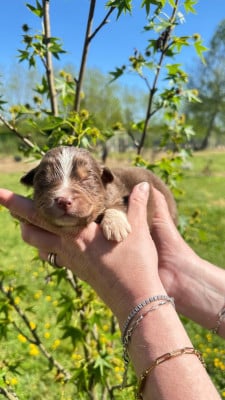 Les chiots de Berger Australien