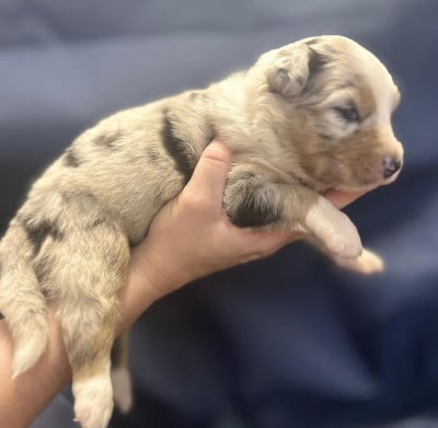 Les chiots de Berger Australien
