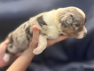 Les chiots de Berger Australien