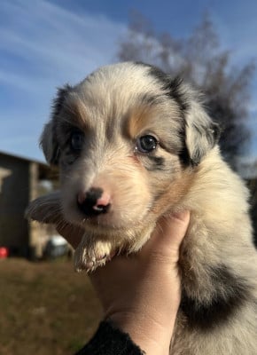 Les chiots de Berger Australien