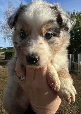 Les chiots de Berger Australien